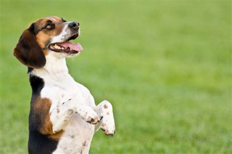 【獣医師監修】犬のペニス（生殖器・陰茎…